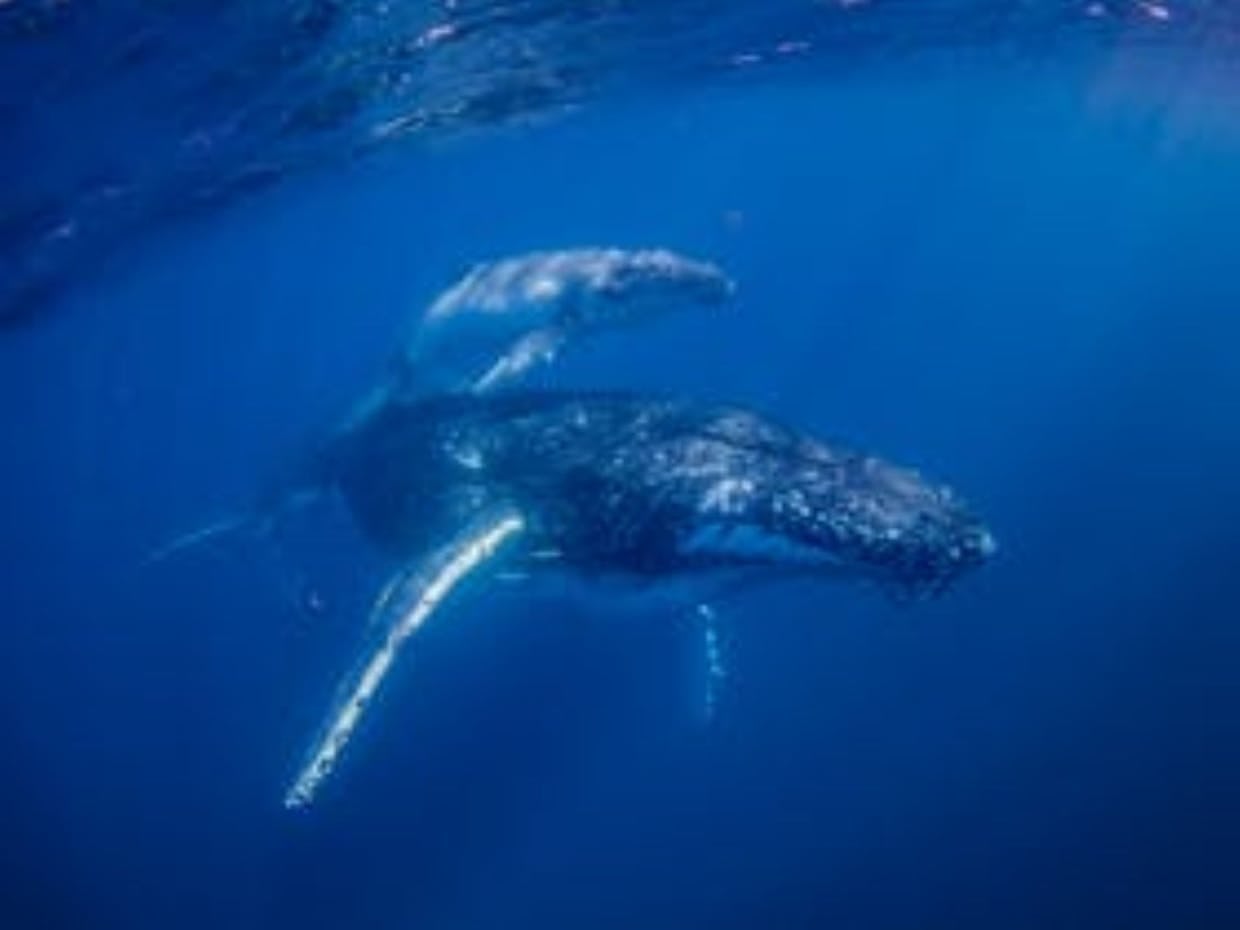 Swim with Humpback Whales - Sunshine Coast