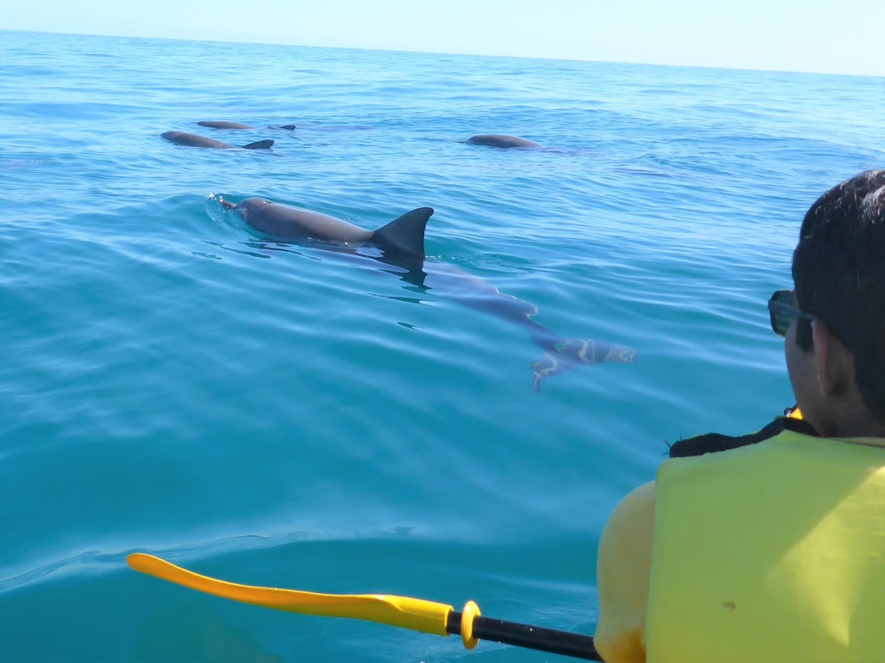 Private Noosa Dolphin Kayak & Beach 4X4 Adventure