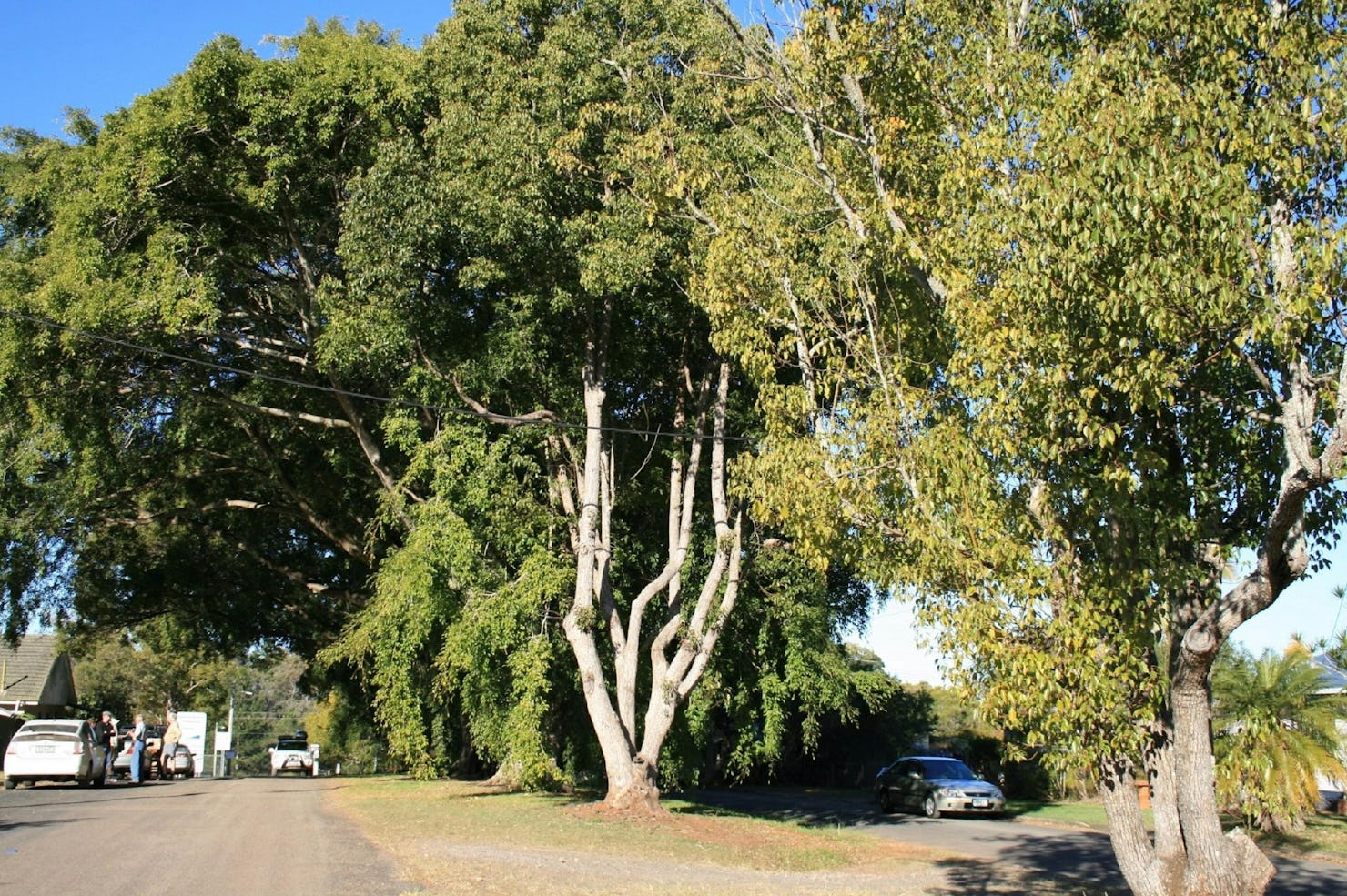 Anzac Avenue Memorial Trees, Beerburrum