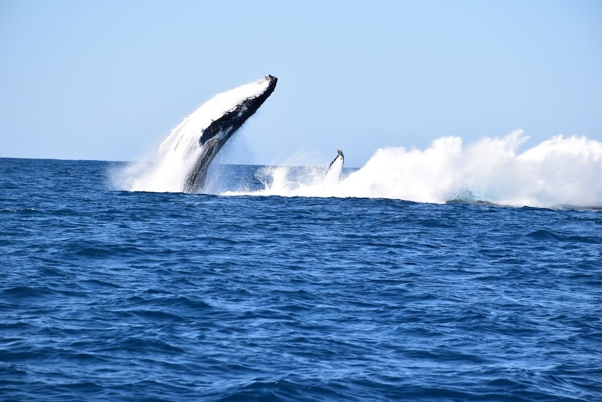 Noosa Whale Watching Centre