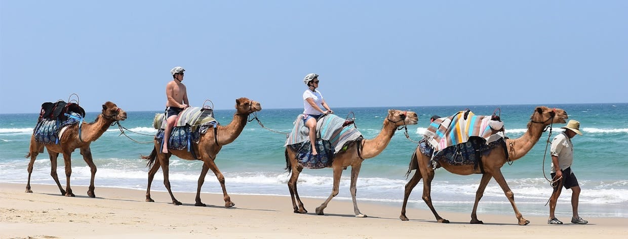 Noosa Camel Rides