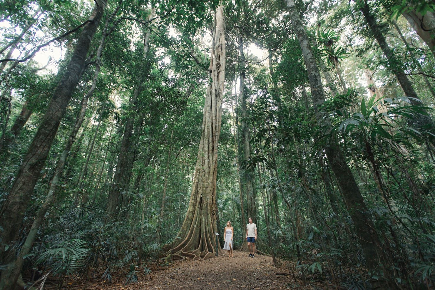 Sunshine Coast Hinterland National Parks and Guided Tours