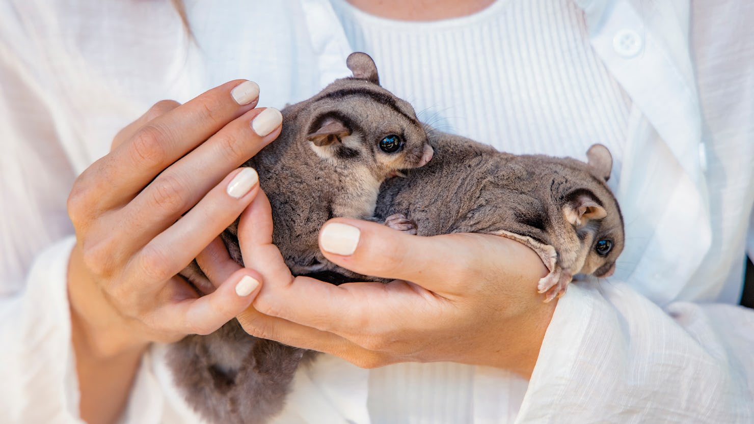 6 places you can cuddle baby animals on the Sunshine Coast