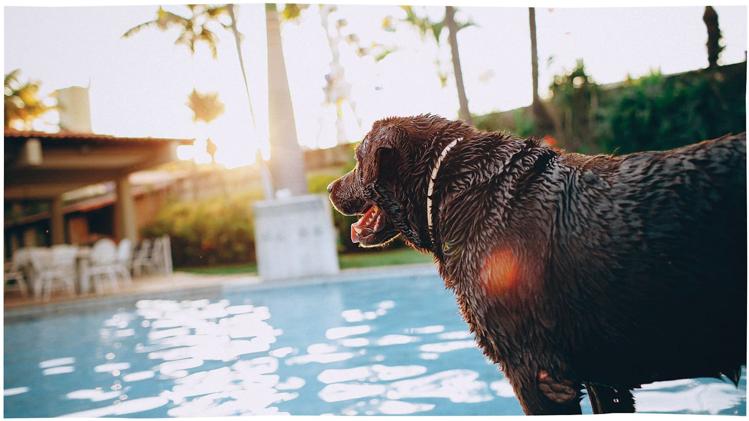Pooch pool party (stock image)