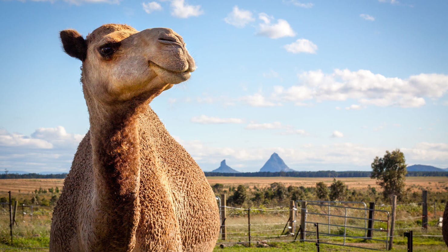 QCamel - the world's only organic camel dairy