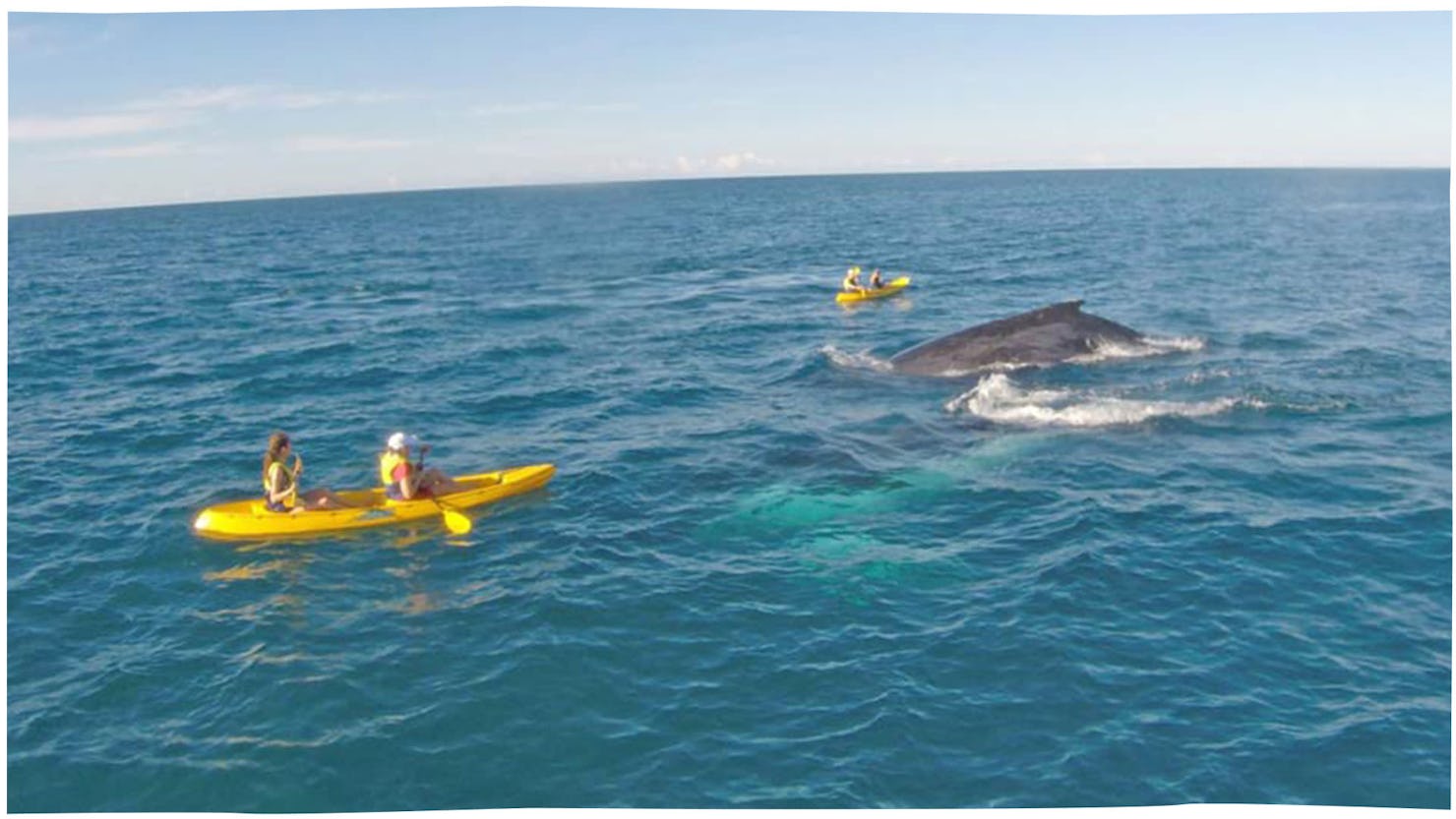 Kayak with Epic Ocean Adventures and you may have a close encounter of the humpback kind.