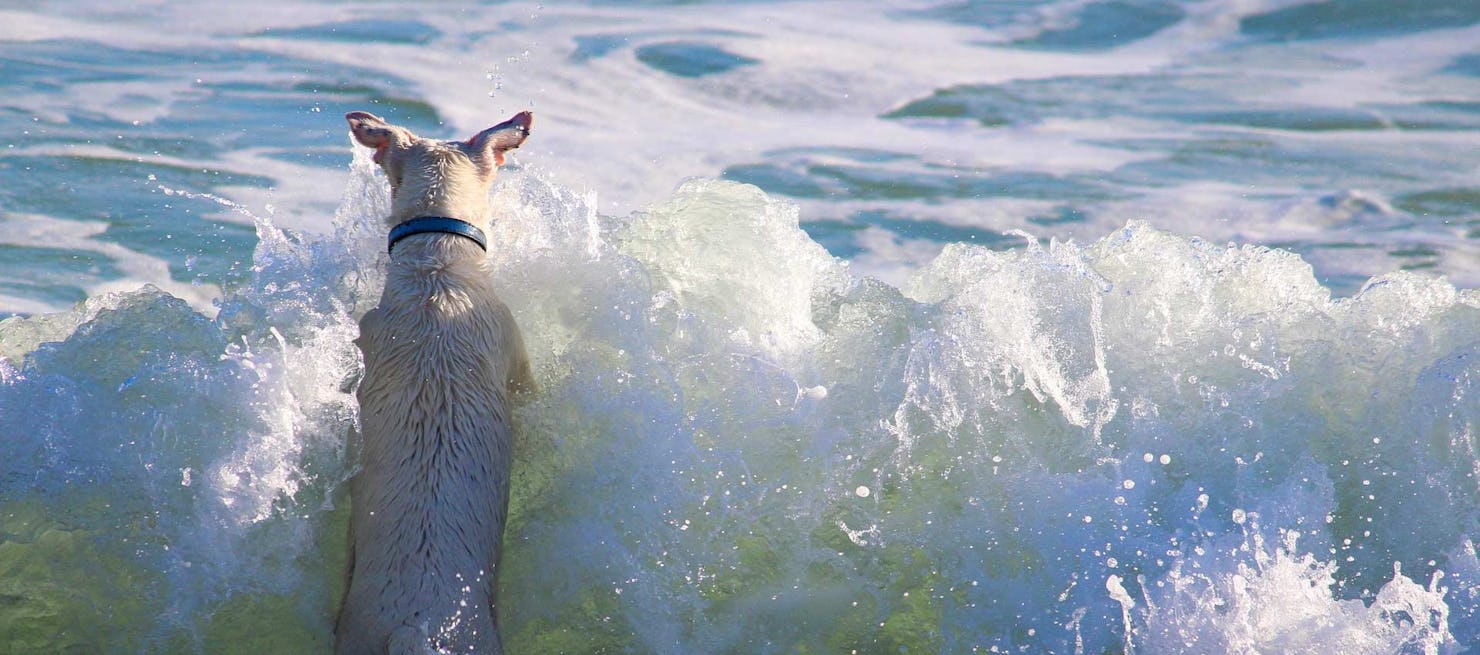 Dog friendly beach