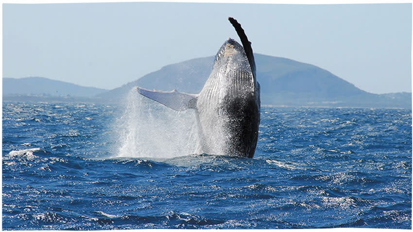 Whale watching on the Sunshine Coast