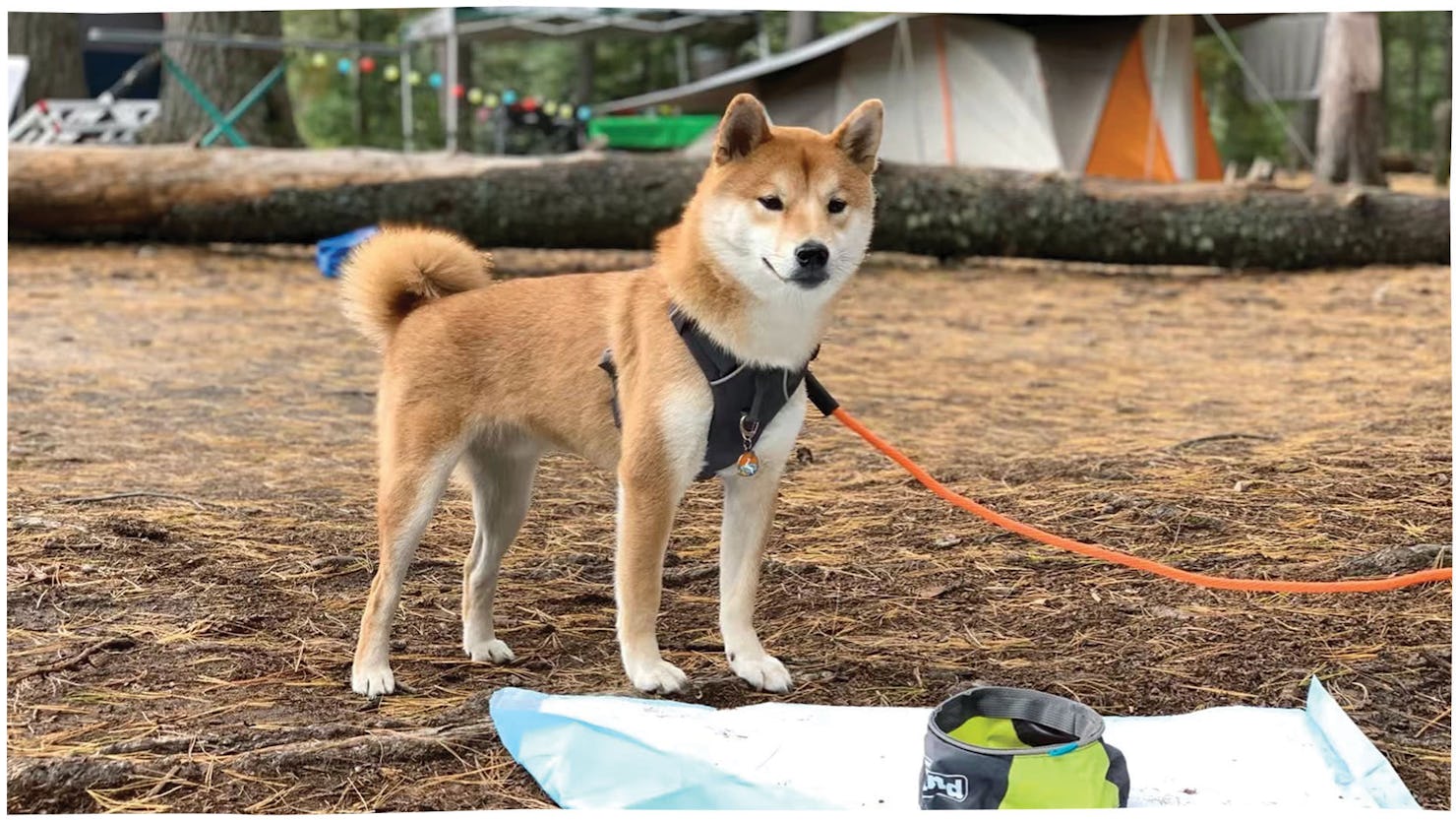 Camping with your furry friend (stock image)