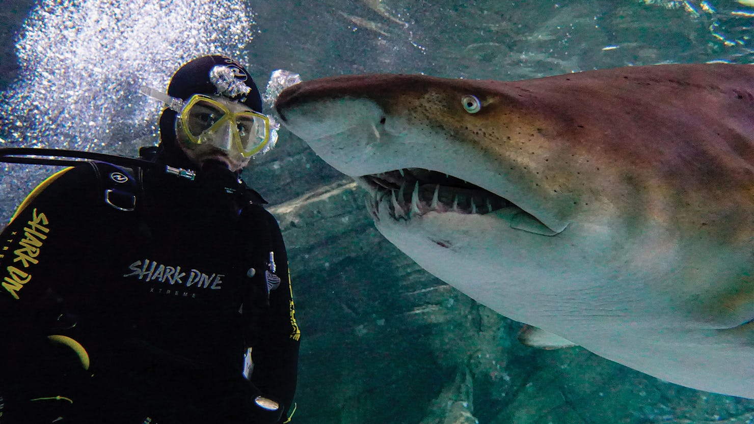 Shark Dive at SEA LIFE
