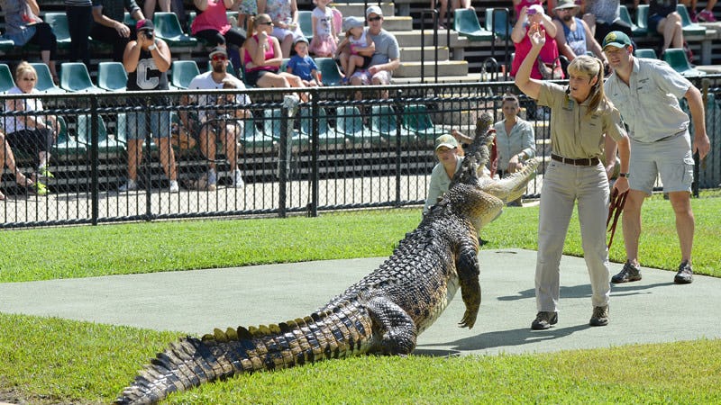 Don't miss Australia Zoo's crocodile presentation in the Crocoseum at 12 noon