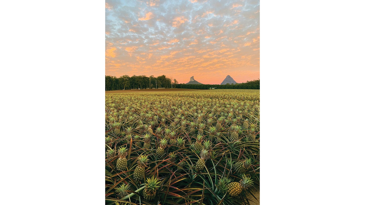 Pineapple Plantation - Morgan’s Pines, Glasshouse Mountains. Credit: @PureGoldPineapples