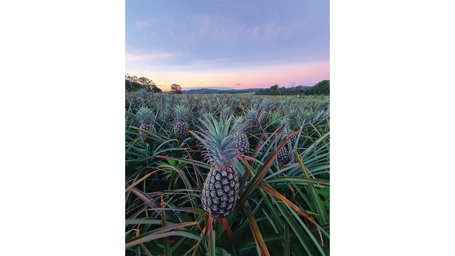 Yandina Pineapples – Yandina, Sunshine Coast - Credit: @traveljunkieau