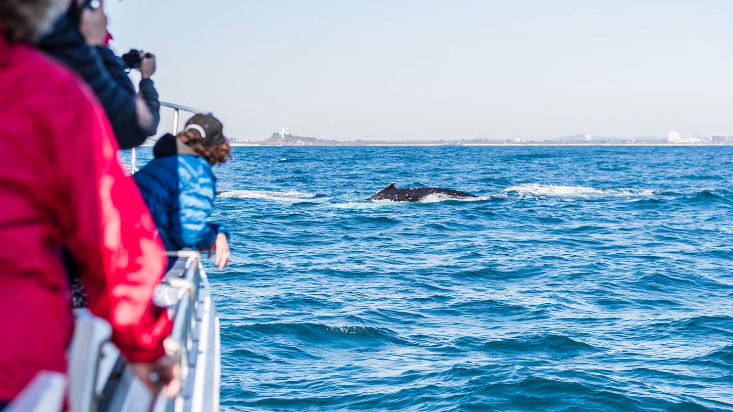 Join a tour and see the whales up close