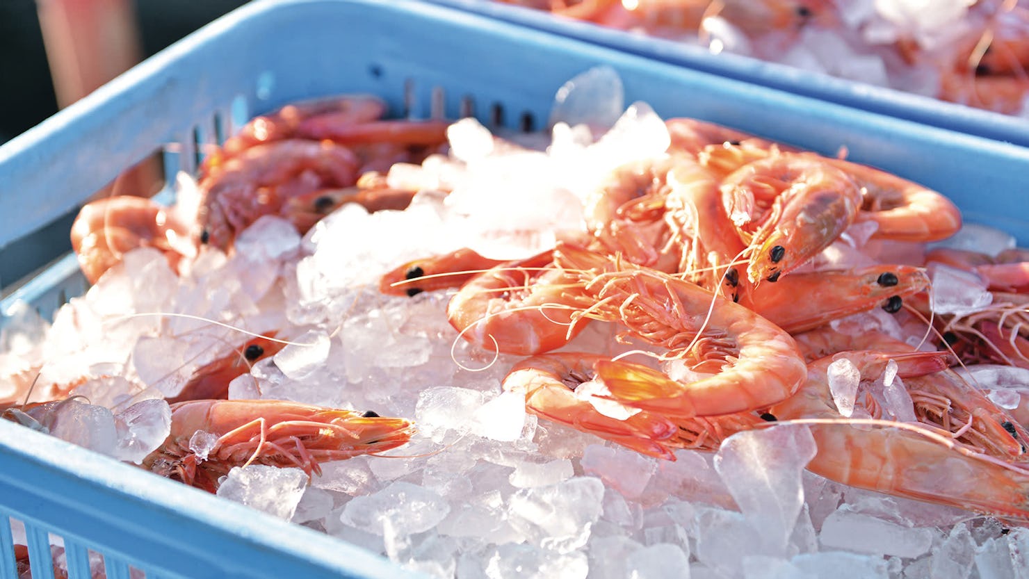 Basket of fresh prawns caught off Mooloolaba Beach.  Credit: Tourism & Events Queensland 