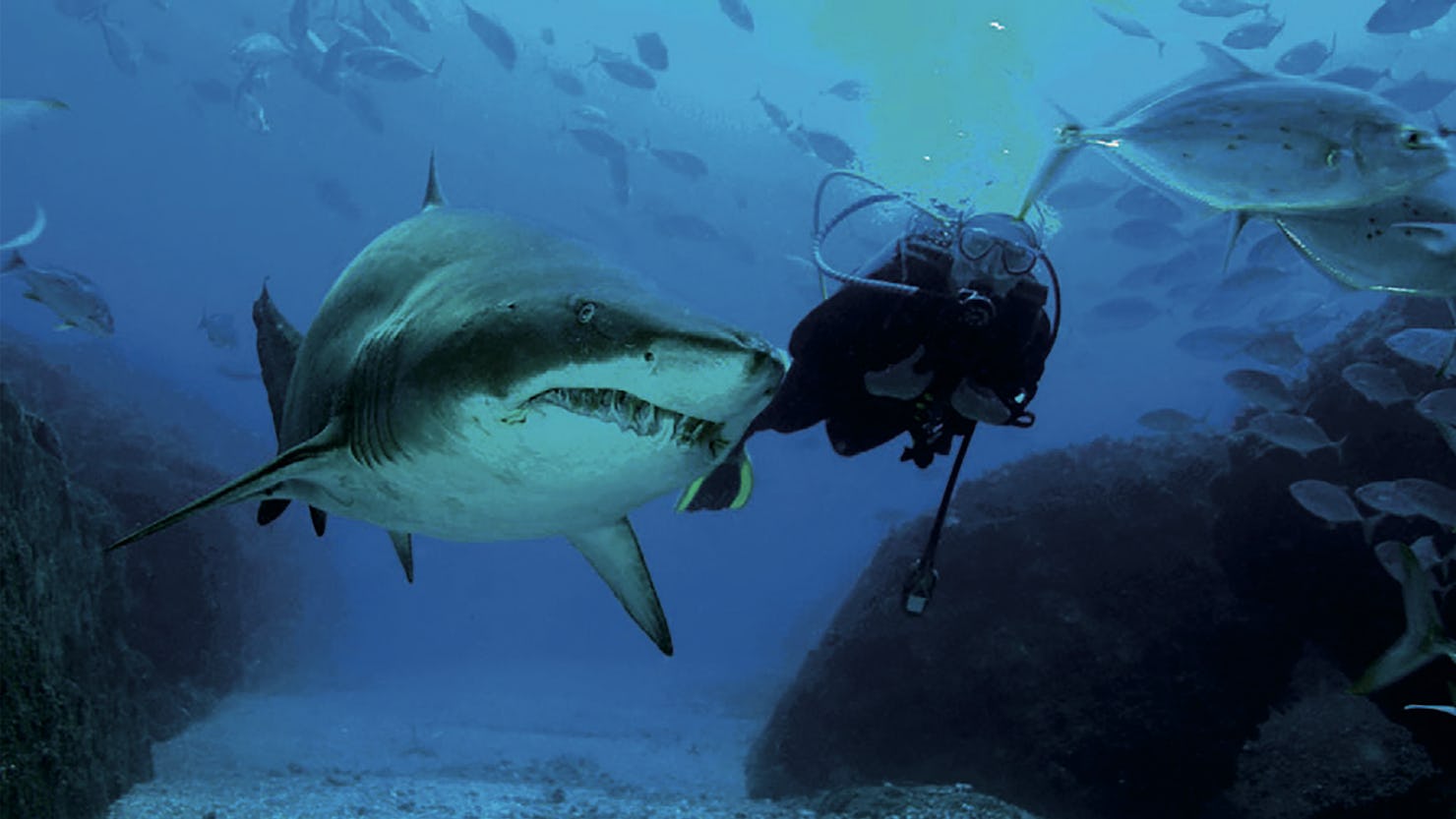 Shark Dive at SEA LIFE