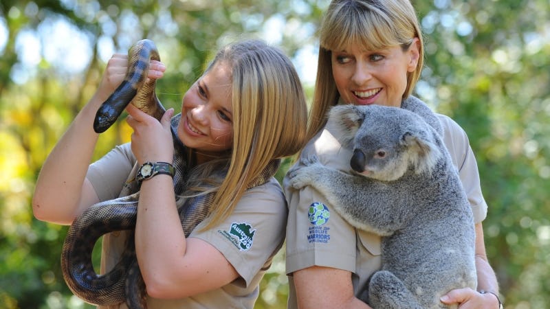 Koala's at Australia Zoo