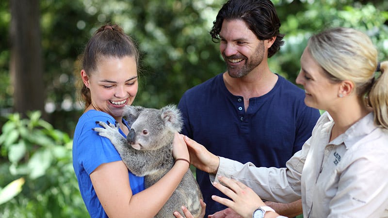 Cuddle a koala at Australia Zoo