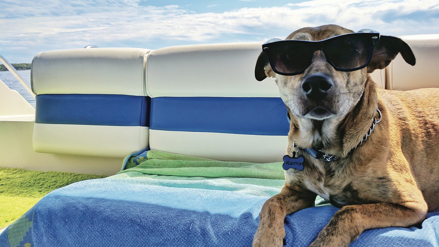 6 of the best dog friendly Sunshine Coast accommodation 