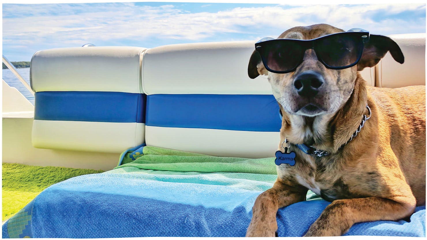 6 of the best dog friendly Sunshine Coast accommodation 