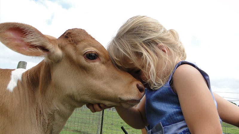 Kids will love the chance to see the cows up close and watch them being milked