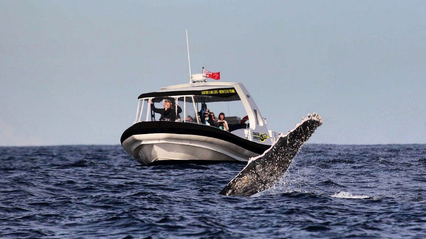 New Cultural Whale Watching experience shares songs and ancient stories