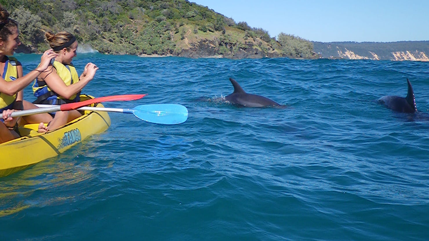 Kayaking with Dolphins with Epic Ocean Adventures off Double Island Point, Great Sandy National Park