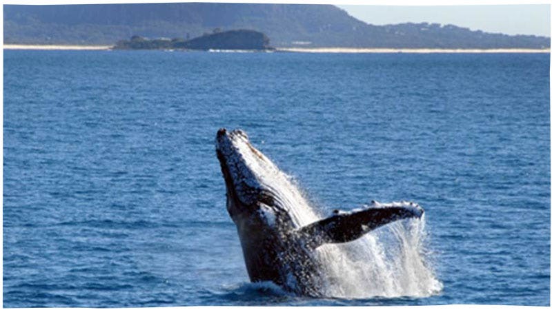 Whale watching with Sunshine Coast Afloat