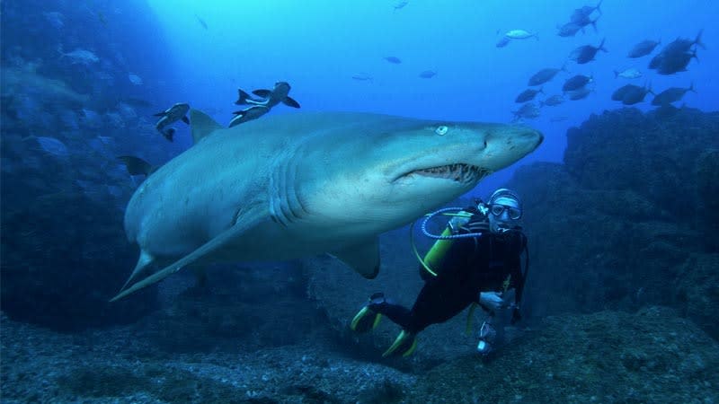 Diving with sharks at Wolf Rock