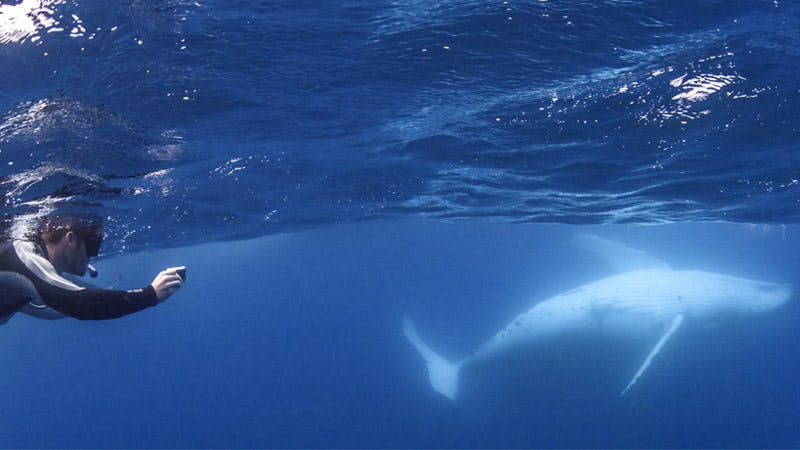 Swim with whales experience - Sunreef Mooloolana