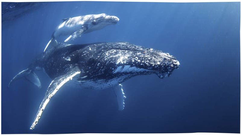 Sunreef Whale Swim Tours