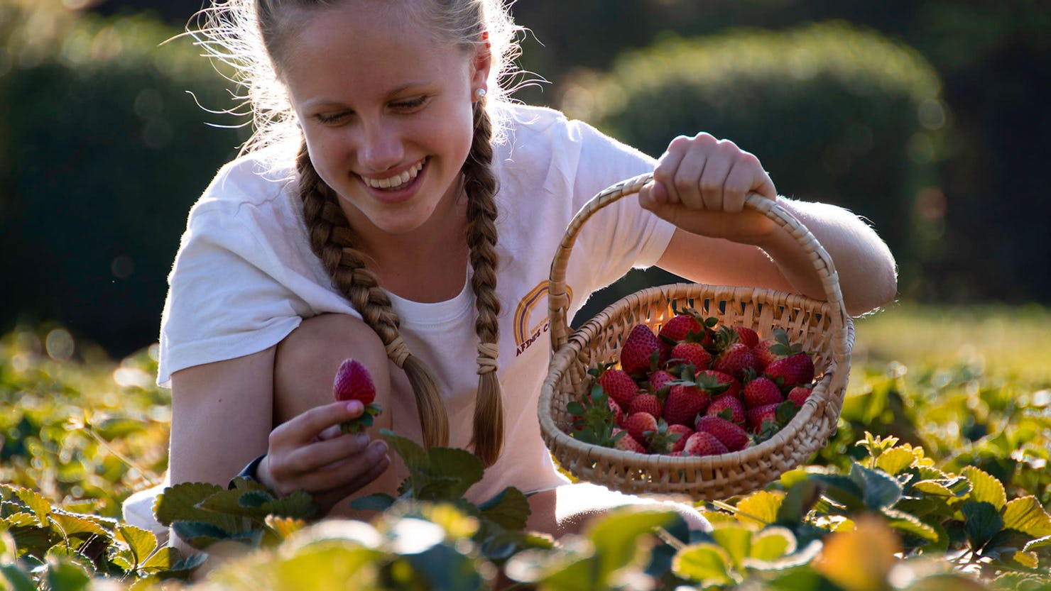 Picking strawberries. Credit: Tourism and Events Queensland
