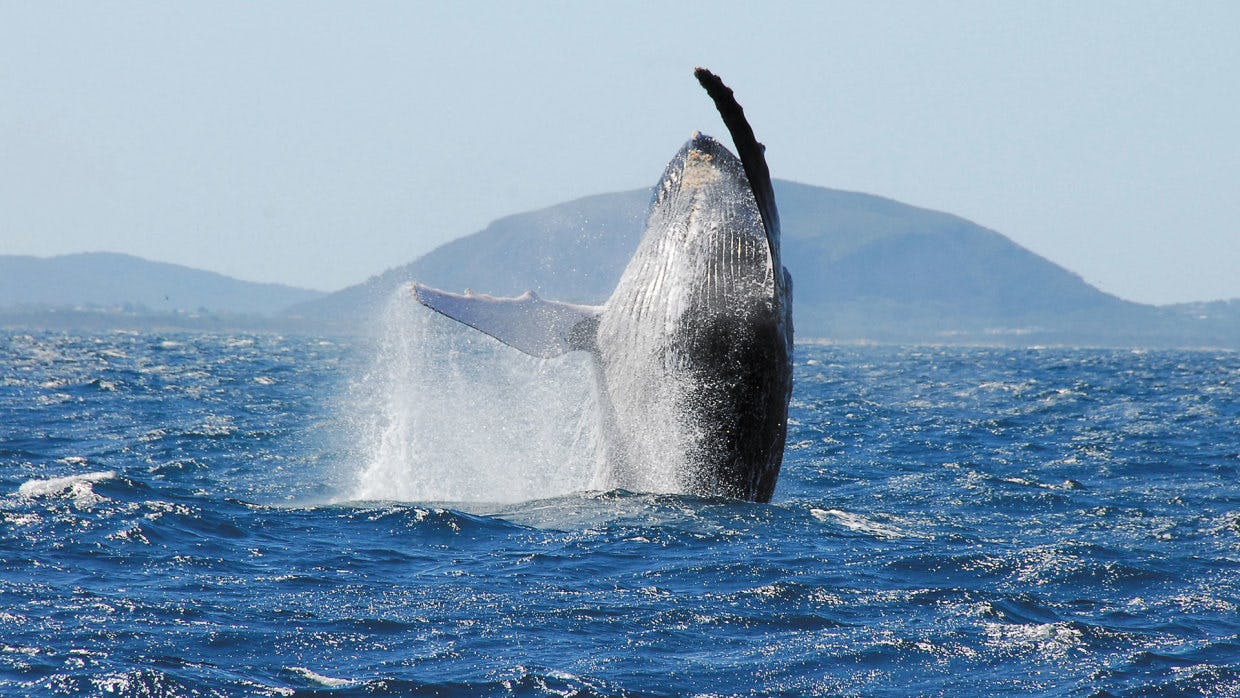 Whale-watching on the Sunshine Coast