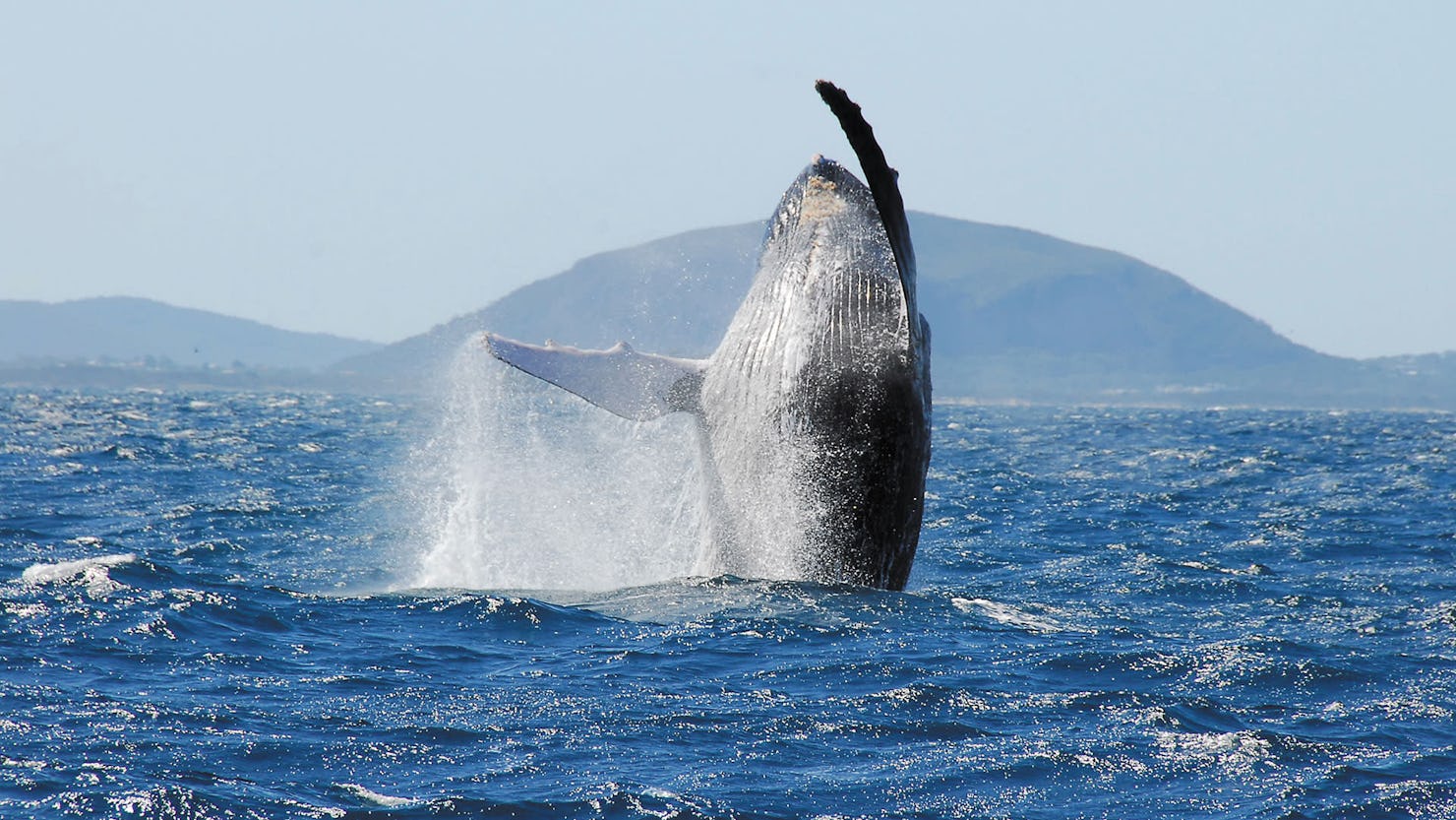 Whale breaching in front of Mount Coolum with Sunreef Mooloolaba