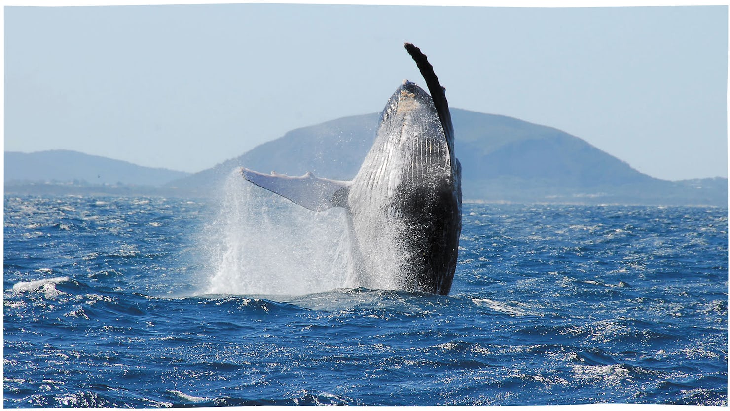 Whale breaching in front of Mount Coolum with Sunreef.